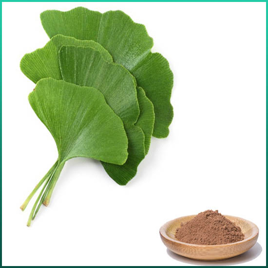 Chiết xuất Ginkgo Biloba